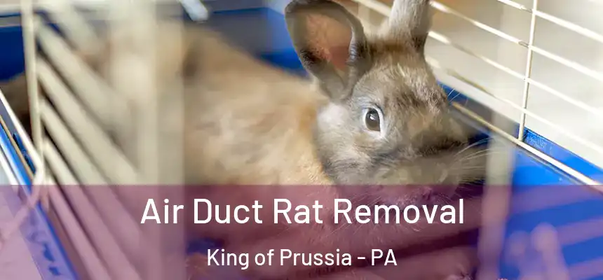 Air Duct Rat Removal King of Prussia - PA